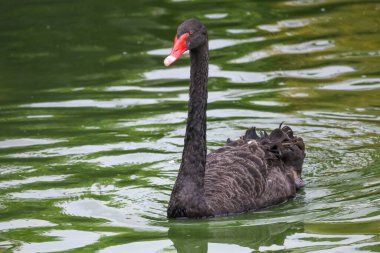 Nehirdeki siyah kuğu