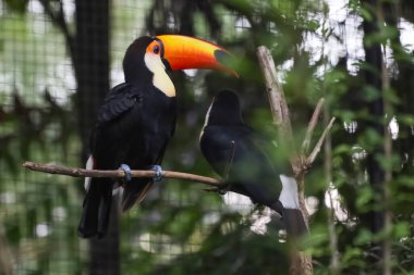 Ahşap ağaçtaki Toco Toucan kuşu