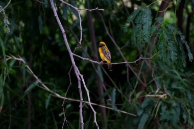 Sarı kuş dinleniyor ve ağaçta kalıyor.