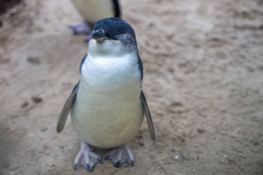 Peri pengueni ya da mavi penguen çok şirin ve yerel bir hayvandır.