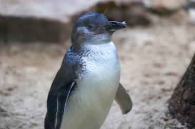 Peri pengueni ya da mavi penguen çok şirin ve yerel bir hayvandır.