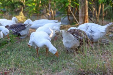 Beyaz kaz grubu bahçede yürüyor.