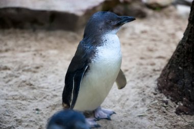 Peri pengueni ya da mavi penguen çok şirin ve yerel bir hayvandır.