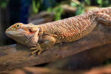 Kapat kafanı Tayland 'da Boynuzlu Kertenkele