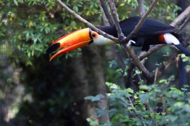 Ahşap ağaçtaki Toco Toucan kuşu 