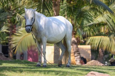 Bahçedeki beyaz atı kapat. 