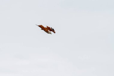 Kırmızı kartal tayland doğada gökyüzünde sinek