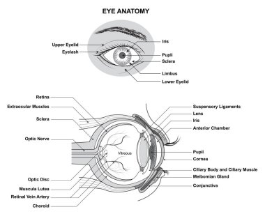 Göz Anatomisi. İnsan Gözü 'nün Anatomisi. İnsan Gözü 'nün yapısı ve işlevi, tüm sitenin adı ve tanımına sahip..