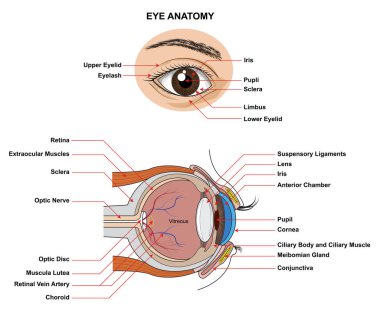 Göz Anatomisi. İnsan Gözü 'nün Anatomisi. İnsan Gözü 'nün yapısı ve işlevi, tüm sitenin adı ve tanımına sahip..