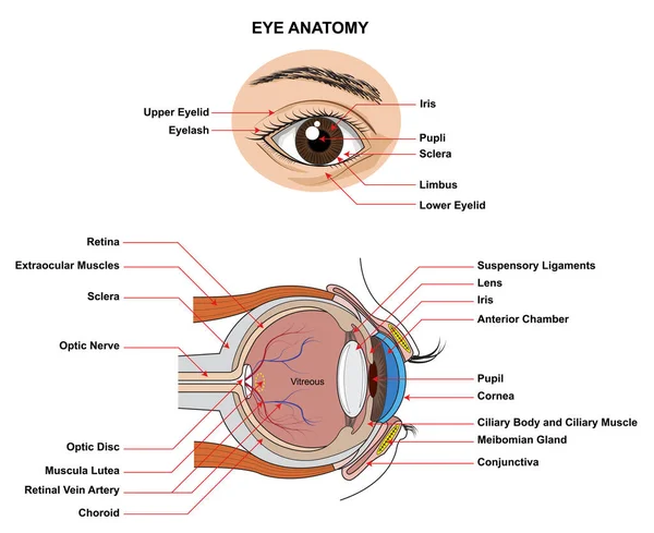 Oční Anatomie Anatomie Lidského Oka Struktura Funkce Lidského Oka Názvem — Stockový vektor