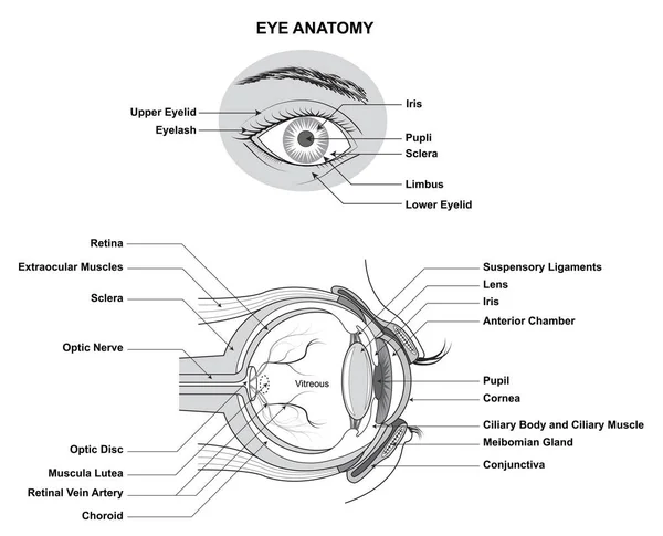 眼の解剖 人間の眼の解剖学 すべてのサイトの名前と説明と人間の目の構造と機能 — ストックベクタ