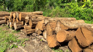 Kütüklerin gerçek fotoğrafları, dış kısımda kırpılmamış kütükler. Orman ve otlarla dolu bir yere istifleyin..