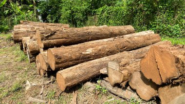 Kütüklerin gerçek fotoğrafları, dış kısımda kırpılmamış kütükler. Orman ve otlarla dolu bir yere istifleyin..