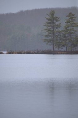 Arka planda ağaç olan bir gölün dikey görüntüsü.