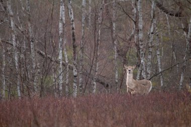 Ormandaki geyik. Doğadaki hayvan. Hayvanlar. Vahşi yaşam