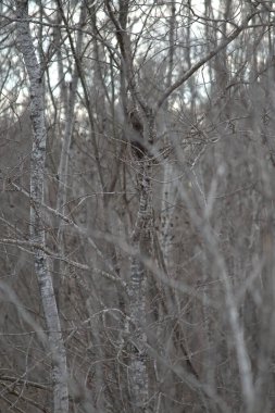 Kışın karla kaplı ağaç dalları