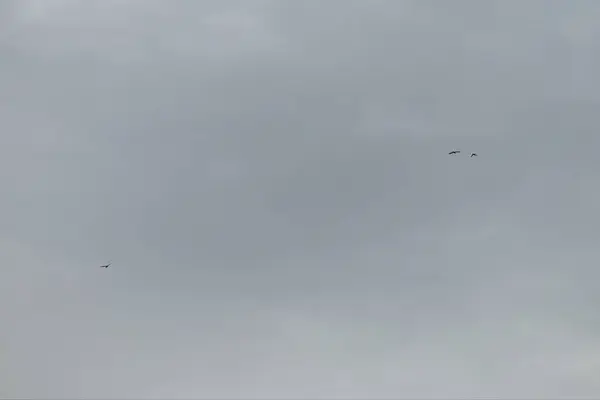 Kuşlar bulutlu bir gökyüzünde, hava, doğa