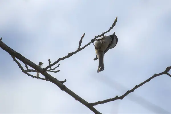 Ormandaki ağaçta bir çift serçe.