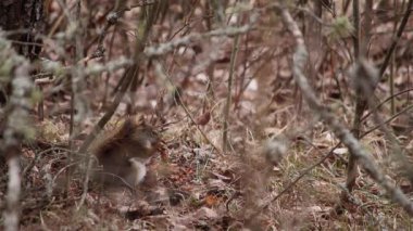 Ormanda çam kozalağı yiyen sincap.