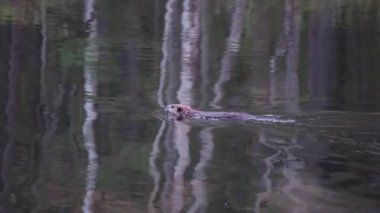 Kunduzlar suda yüzer ve çalıların arkasında yüzer.