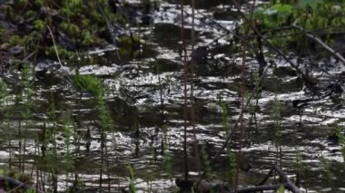 Küçük bir su akıntısı, koyu ve bol yeşil.