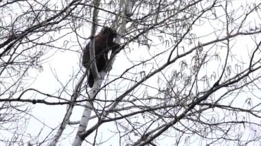  kirpi kavak ağacından aşağı iniyor.