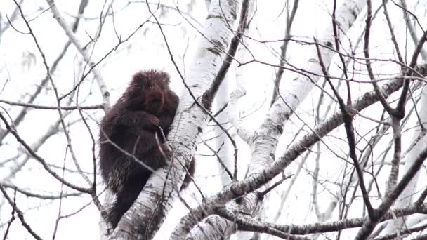 Porcupine Looks Camera While Poplar Tree — Αρχείο Βίντεο