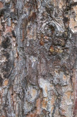 Kırmızı çam ağacının kabuk dokusunu kapatın. arkaplan