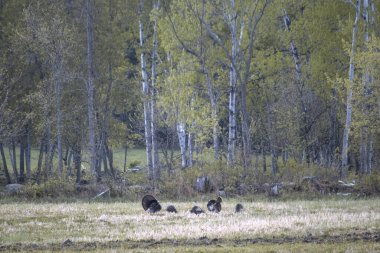 Türkiye'nin bir alanda bir sürü