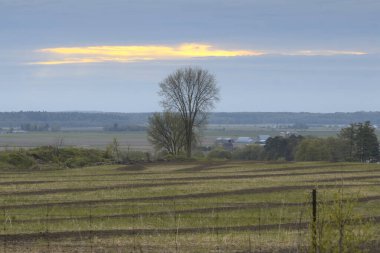 Ağaçlarla dolu bir tarlası ve bulutlu bir gökyüzü olan güzel bir manzara.
