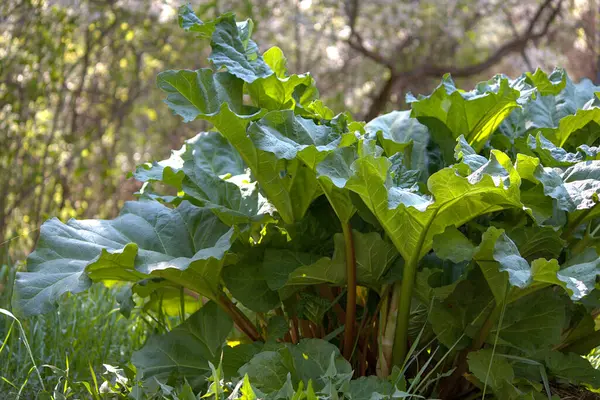 Bahçede büyüyen hubarb yaprakları ve stoklar