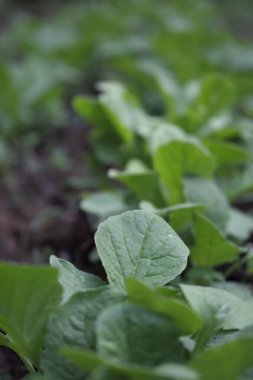 Genç beyaz şalgamlar bahçede yetişiyor.