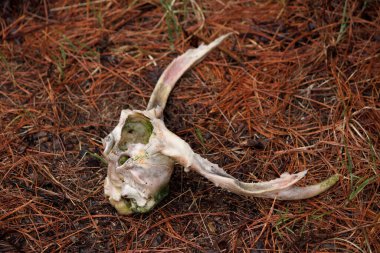 Beyaz kuyruklu geyiğin kafatası. 