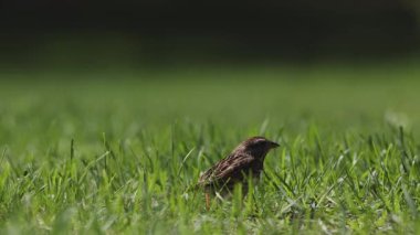 Beyaz boğazlı serçe çimlerde böcek yiyor, kahverengi kuş yeşil çimlerde