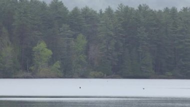Uzakta, Stringers Gölü 'nde iki ördek. Arka planda bir ağaç olan güzel bir göl manzarası.