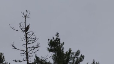 Şahin ölü olarak oturuyor sonra uçuyor, ağaçların arasından tavayla geçiyor, ormanda bir ağaç.