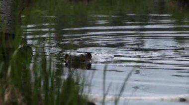 Kunduz kameraya doğru yüzüyor.