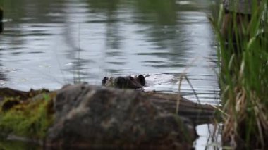 Gölde yüzen kunduzlar.