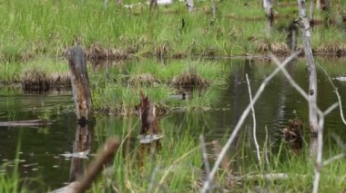 Gölette yüzen kunduzlar çimenlerin ve kütüklerin arkasına saklanır.