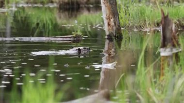 Kunduz kamerayla yüzer ve otların arkasında kaybolur.
