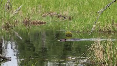 Gölde yüzen kunduz geri döner ve geldiği yere geri döner.