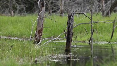 Kameradan uzakta gölde yüzen kunduzun uzaktan çekimi sesi de içeriyor.