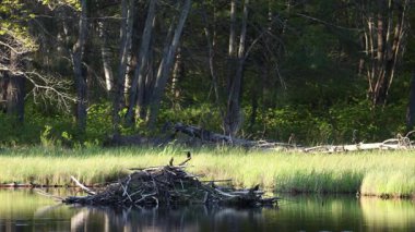 Grackle göldeki kunduz evinde oturuyor.