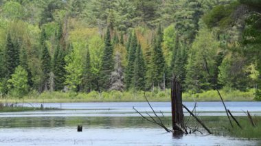 Arka plandaki ağaç kütüğünden ormana odaklan