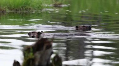 Birbirlerine zıt yönlerde yüzen iki kunduz.