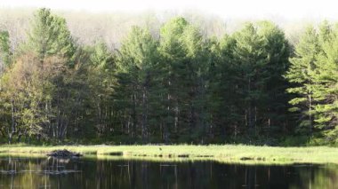 Gölcüklerin kenarındaki bataklıkta yemek yiyen geyiklerin geniş açısı nehir ve ormanlı güzel bir manzara.