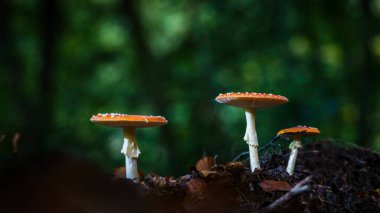 Bulanık orman geçmişi olan sihirli mantarlar. Kırmızı benekli, beyaz benekli, karasinekler yatak odası lambası gibi parlıyor, fantezi arka plan