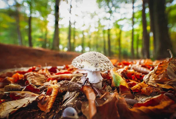 Vit Svamp Med Stor Mössa Bland Gulnade Höstbladen Bakgrunden Lövskog — Stockfoto