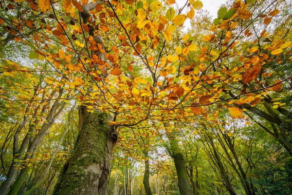 Perspectiva Sapo Dossel Floresta Velha Outono Que Gosta Pendurar Como — Fotografia de Stock