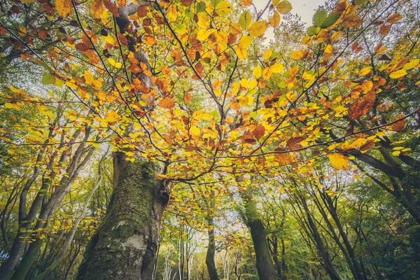 Frog Perspective Old Forest Canopy Autumn What Hang Umbrella You — Stock Photo, Image